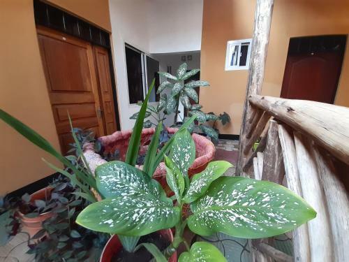 Bed & Breakfast The Belle View Inn