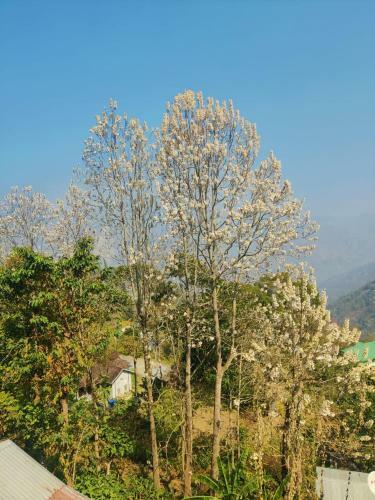 Dream Wood Homestay