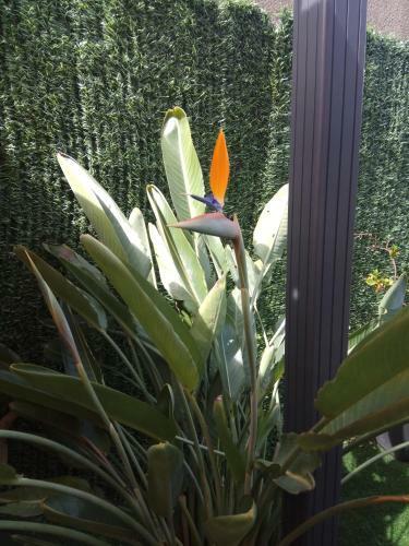 Apartment Garden