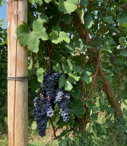 Bed & Breakfast La Luce Delle Colline