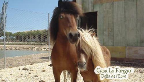 Apartamento Casa Lo Fangar - Delta De L'ebre - Casa Gran