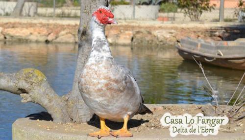 Apartamento Casa Lo Fangar - Delta De L'ebre - Casa Gran