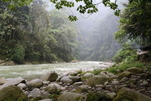 Hostal Thomas' Retreat Bukit Lawang