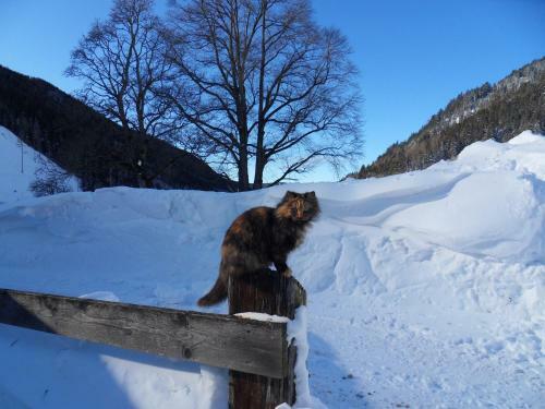 Apartamento Sattlehnerhof