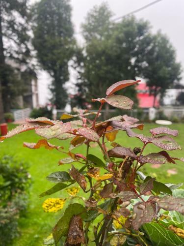 H.m.h Lodges & Hotel Resort
