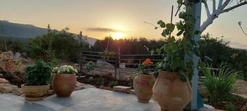 Splendor Of Dawn - Yurt In The Nature