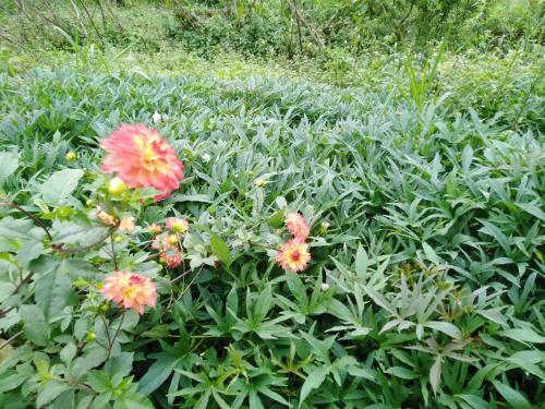 Posada Aurora Village Inn Haputale Srilanka-