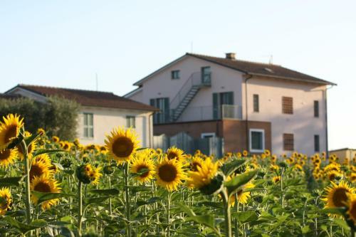 La Collina Del Girasole