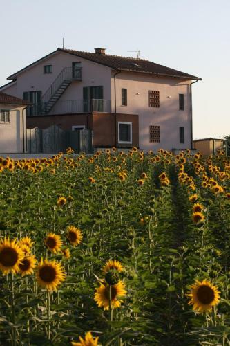 La Collina Del Girasole