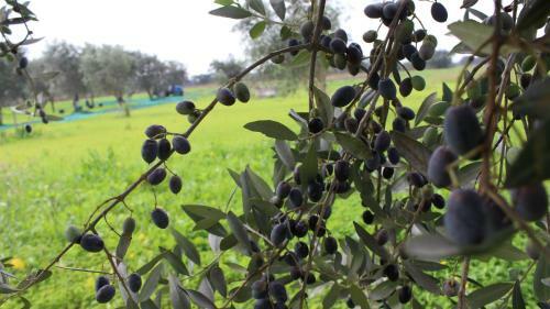 Bed & Breakfast Masseria Monache