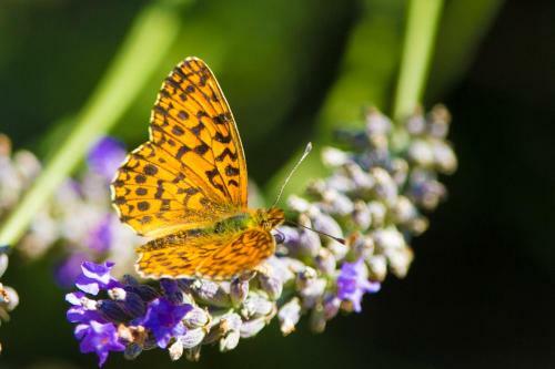 Bed & Breakfast Entre Terre Et Ciel