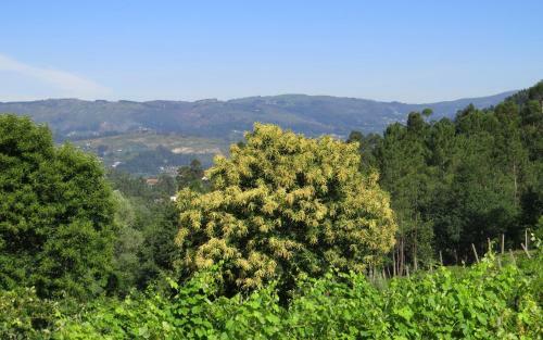 Quinta Do Coto Moinho