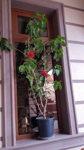 Hostal B&B Giza Registan