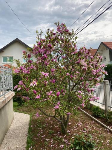 Apartamento Magnolija