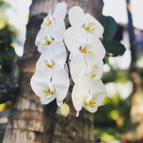 Apartamento The Village Siargao