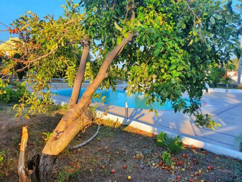 Hotel Dilek A?ac? Butik Otel - Karaburun
