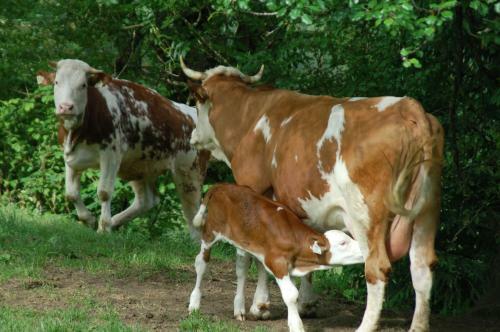 Agroturismo Ferien Bauernhof Maurachhof