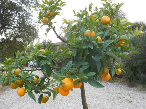 Agriturismo Il Fontino