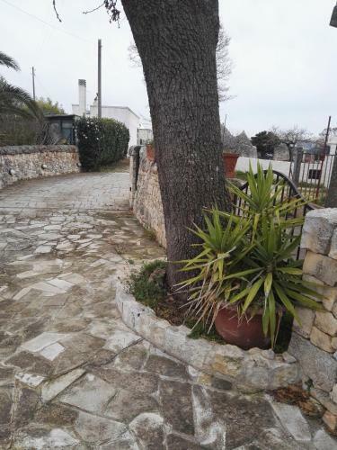 Tenuta Trullo Odisseo