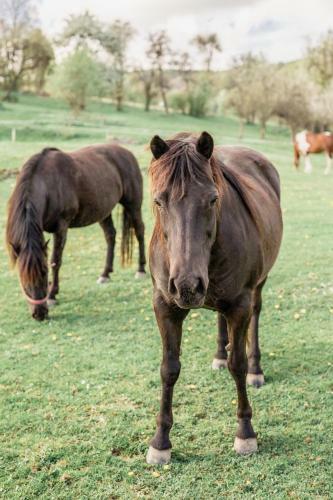 Agroturismo Dasz�wka Bieszczady