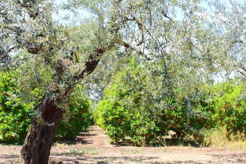 Masseria Delle Arance