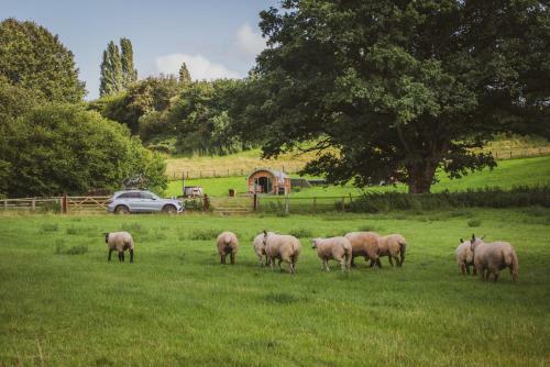 Lodge Hidden Wood Glamping And The Hideaway Cabin