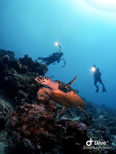 Albergue Alegria Dive Resort