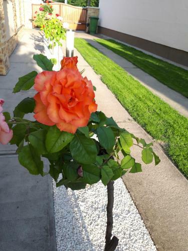 Anna B�thory Apartmanh�z