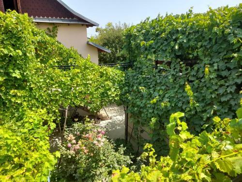 Hostal Pensiunea Lyo