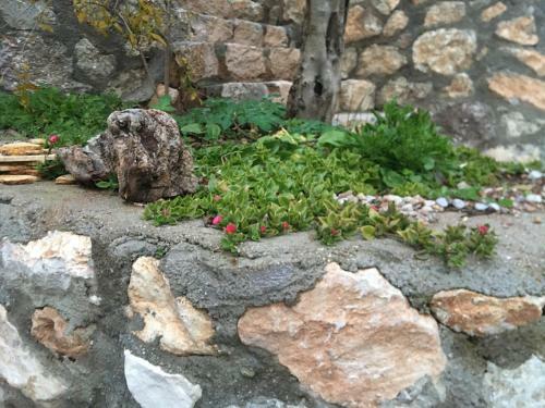 Villa Alemdaro?lu Secret Garden