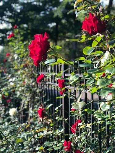 Villa Des Roses