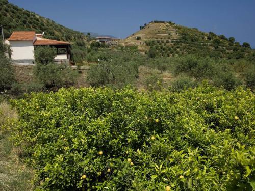 Apartamento La Collina Degli Ulivi