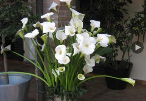 B&B Casale Coreallo Spotorno