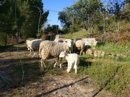 Agroturismo Quinta Da Abrunheira - Gustavo Eiffel