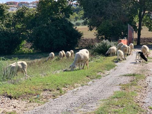 Agroturismo Agri San Bonaventura