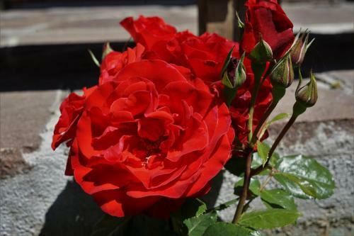 Bed & Breakfast Villa Cornelia