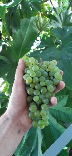 Hostal Wine Garden Rabati