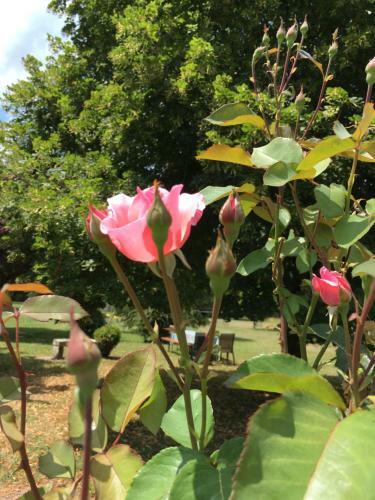 Bed & Breakfast La Marelle