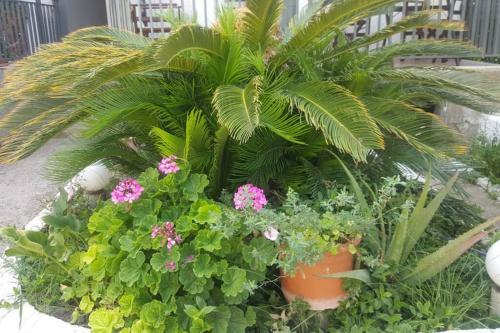 Apartamento Eleonas Country House - ??????? ???????? ???? ??????? ??????????.
