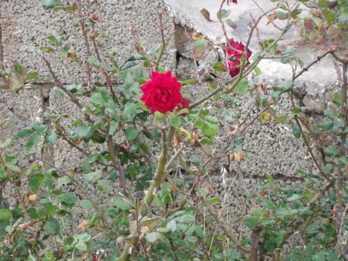 Dammuso Del Roseo