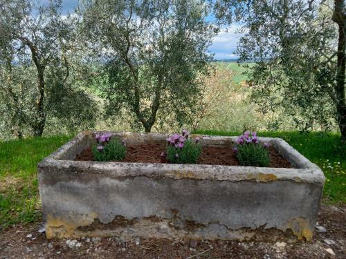 Agroturismo Agriturismo Collesassi