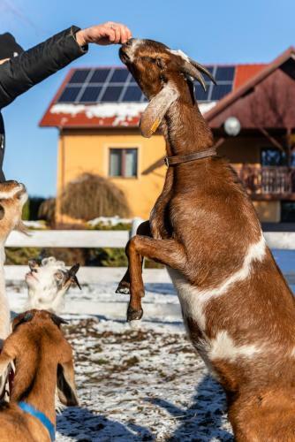 Apartamenty Niko-okolice Zatora-energylandia