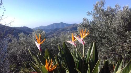 Finca Vi�a