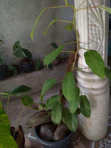 Apartamento Parice Mount View