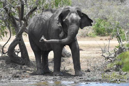 Hotel Mahoora Tented Safari Camp - Kumana