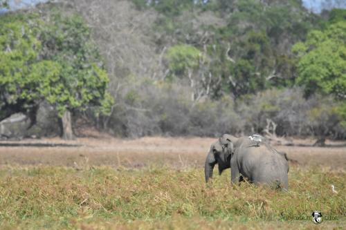 Hotel Mahoora Tented Safari Camp - Kumana