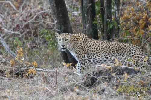Hotel Mahoora Tented Safari Camp - Kumana