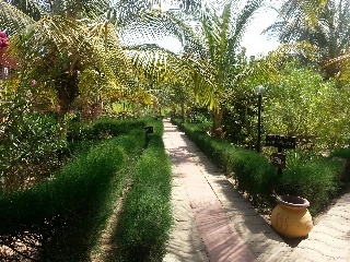 Royal Saly