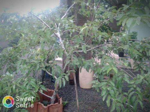 Bed & Breakfast Chacarra Estancia Margot