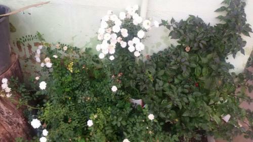 Bed & Breakfast Chacarra Estancia Margot